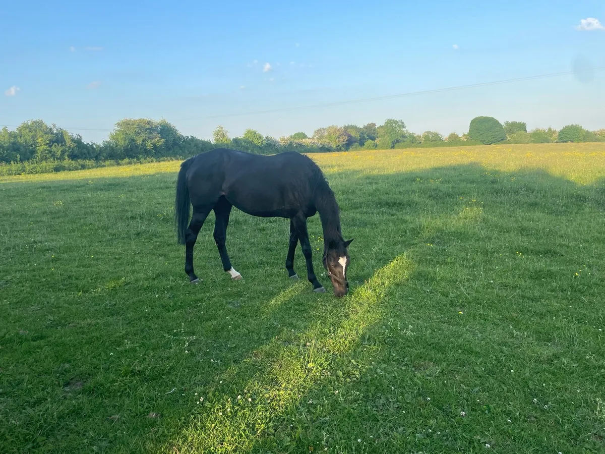 Thoroughbred Broodmare - Image 2