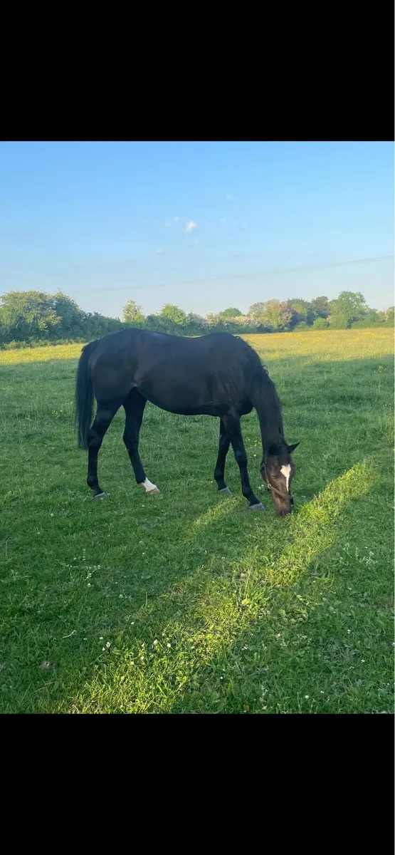 Thoroughbred Broodmare - Image 3