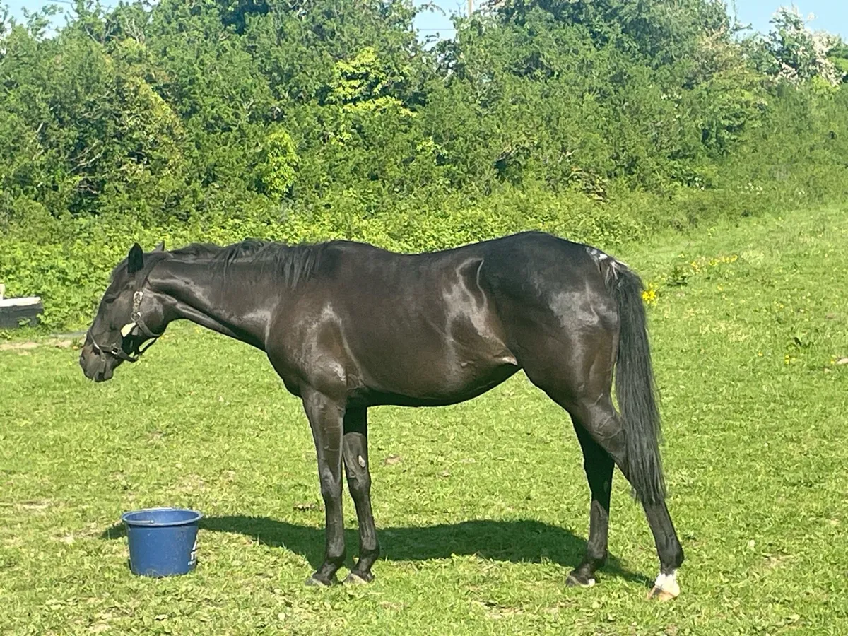 Thoroughbred Broodmare - Image 4