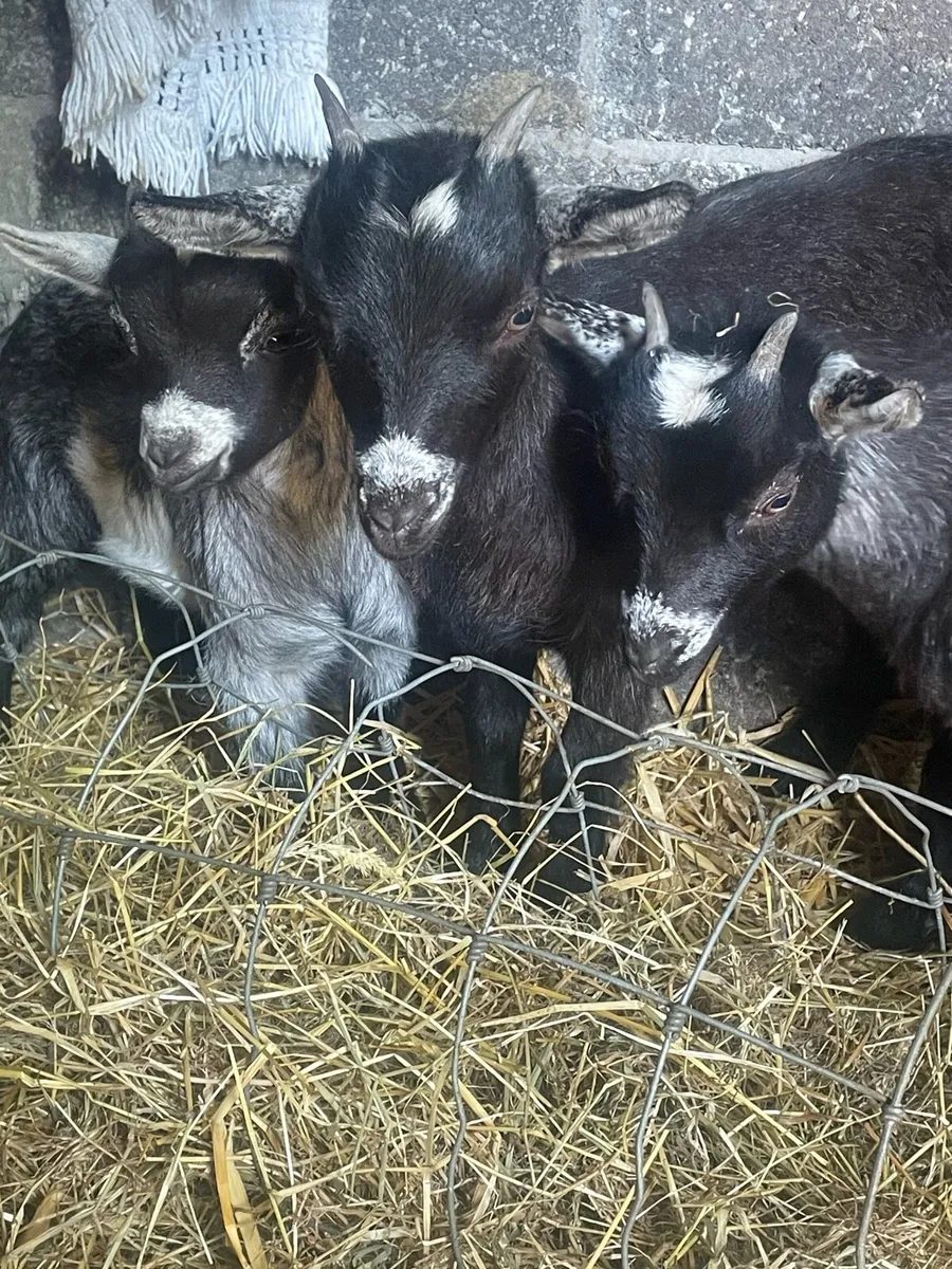 3 Pygmy kid goats