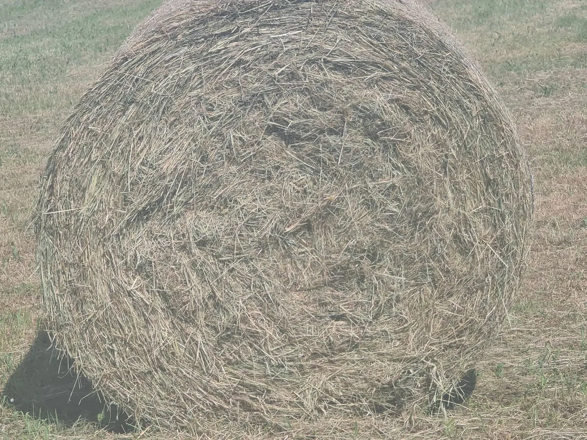 Round Bales of Hay - Image 2