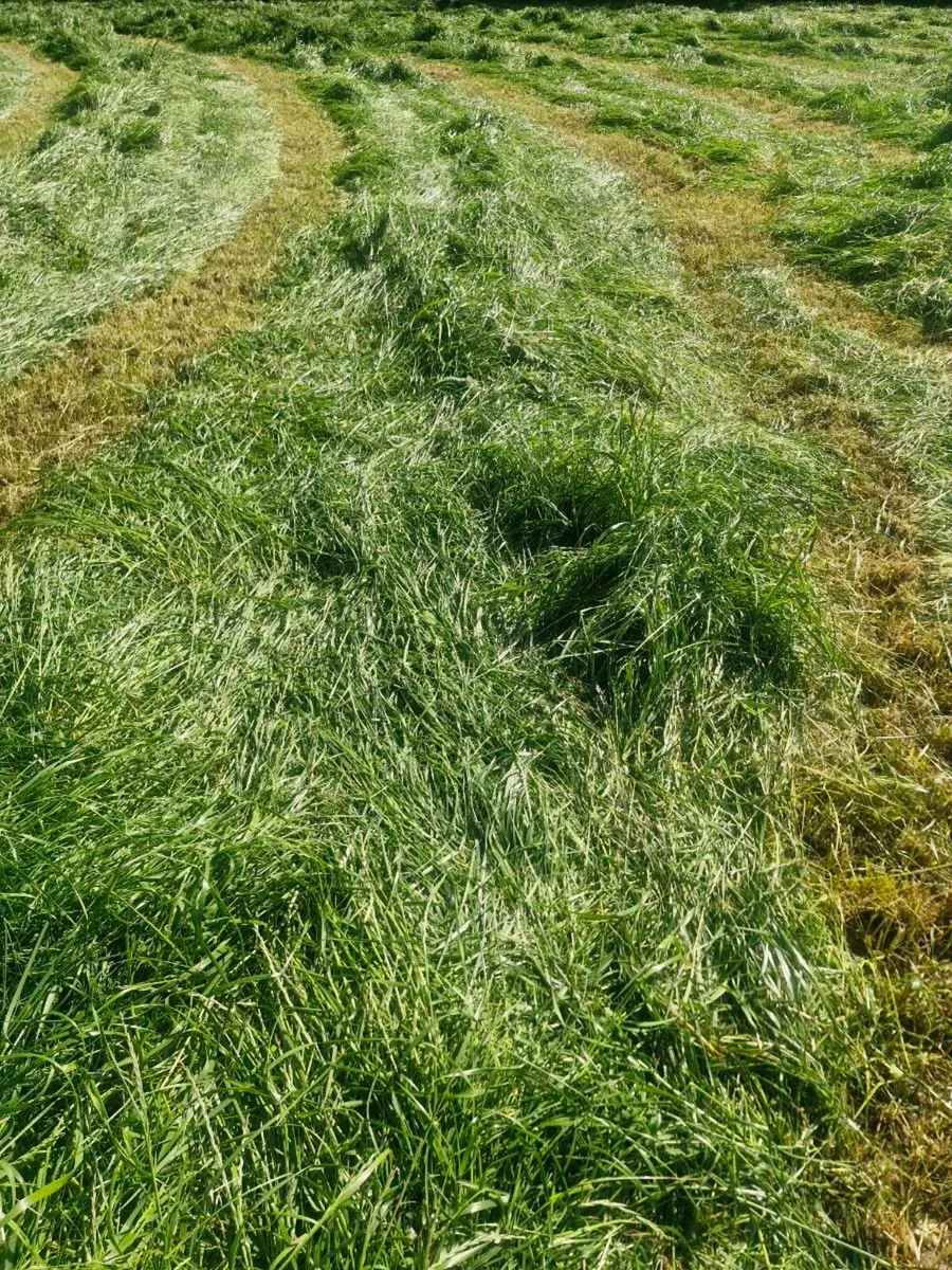 Silage bales - Image 1