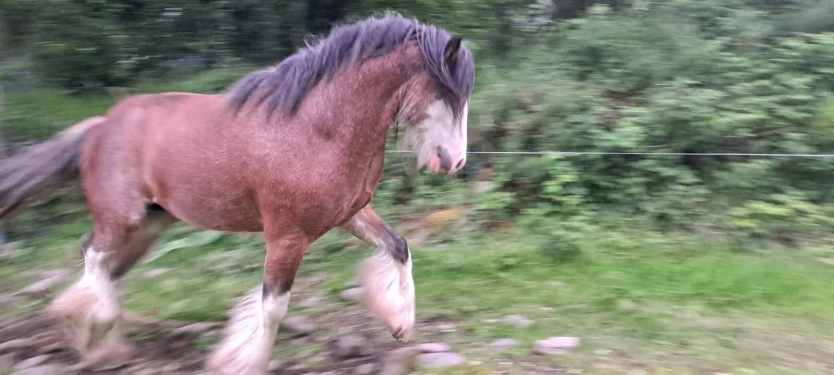 Stallion - Image 1