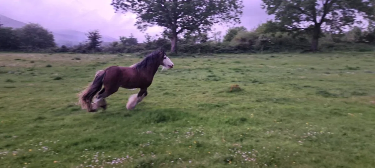 Stallion - Image 2