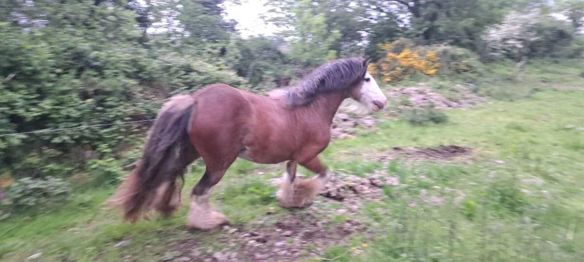 Stallion - Image 3