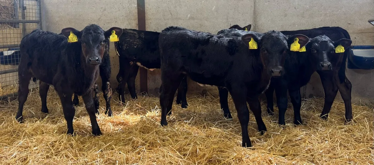 AA Heifers - Image 3