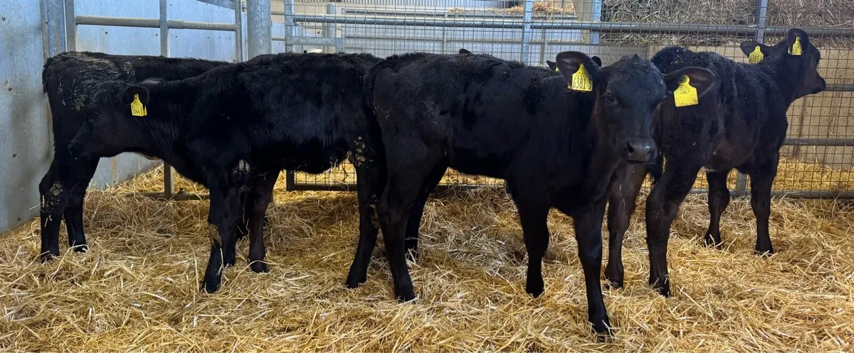 AA Heifers - Image 4
