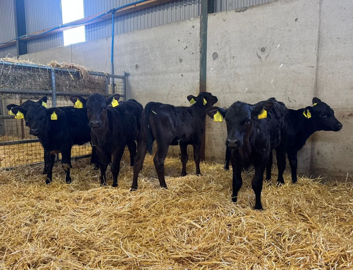 AA Heifers - Image 1