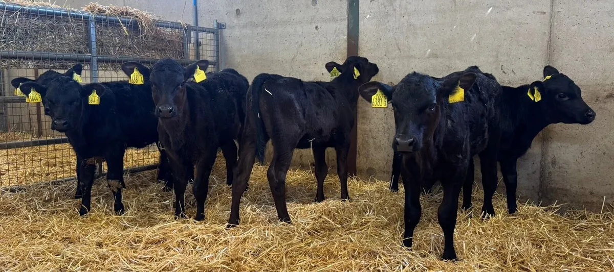 AA Heifers - Image 2