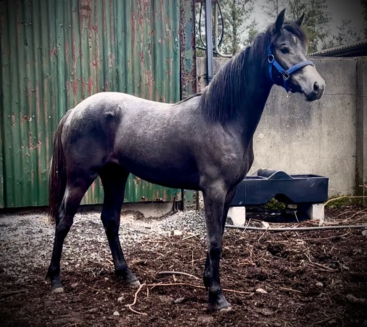 Yearling Connemara - Image 1