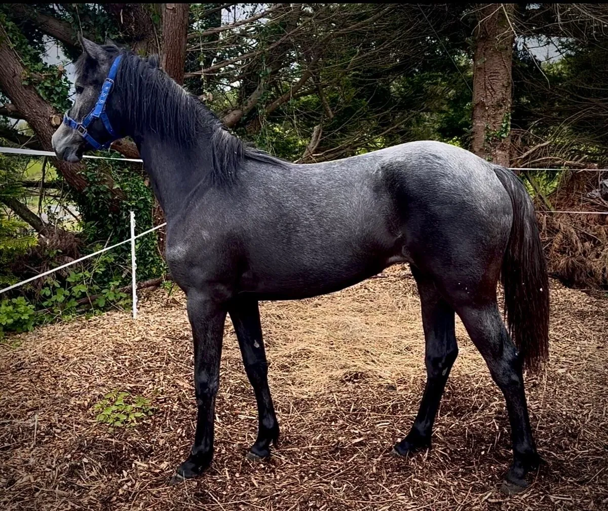 Yearling Connemara - Image 2