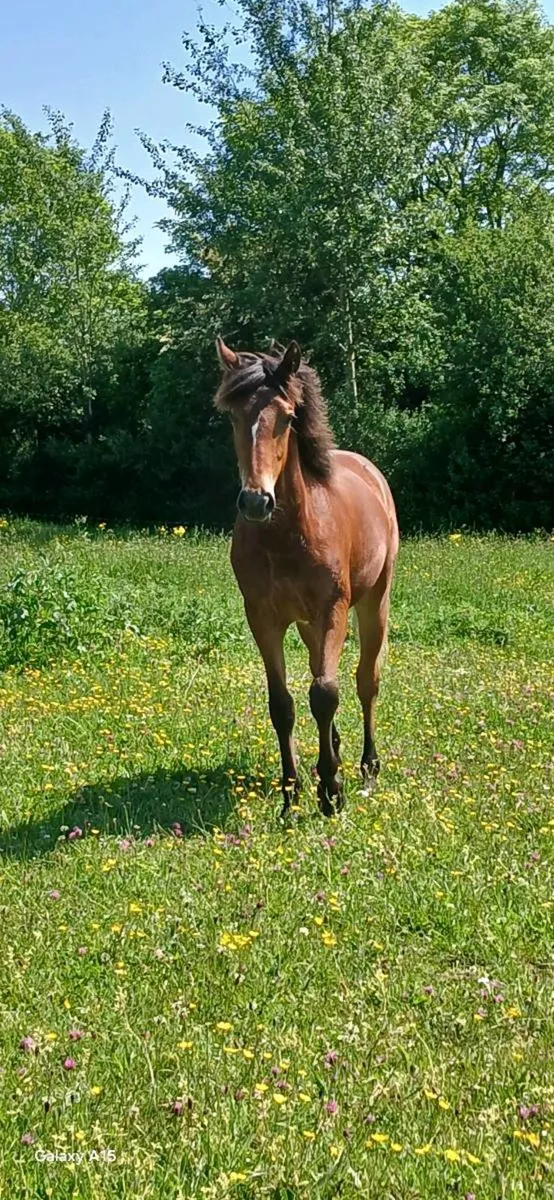 A Super Connemara Bay Filly - Image 2