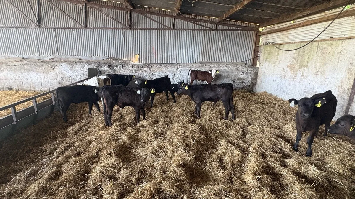 Reared Aa bb hex calves - Image 3