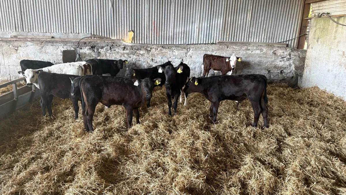 Reared Aa bb hex calves - Image 4