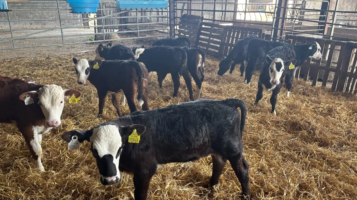 Reared Aa bb hex calves - Image 1