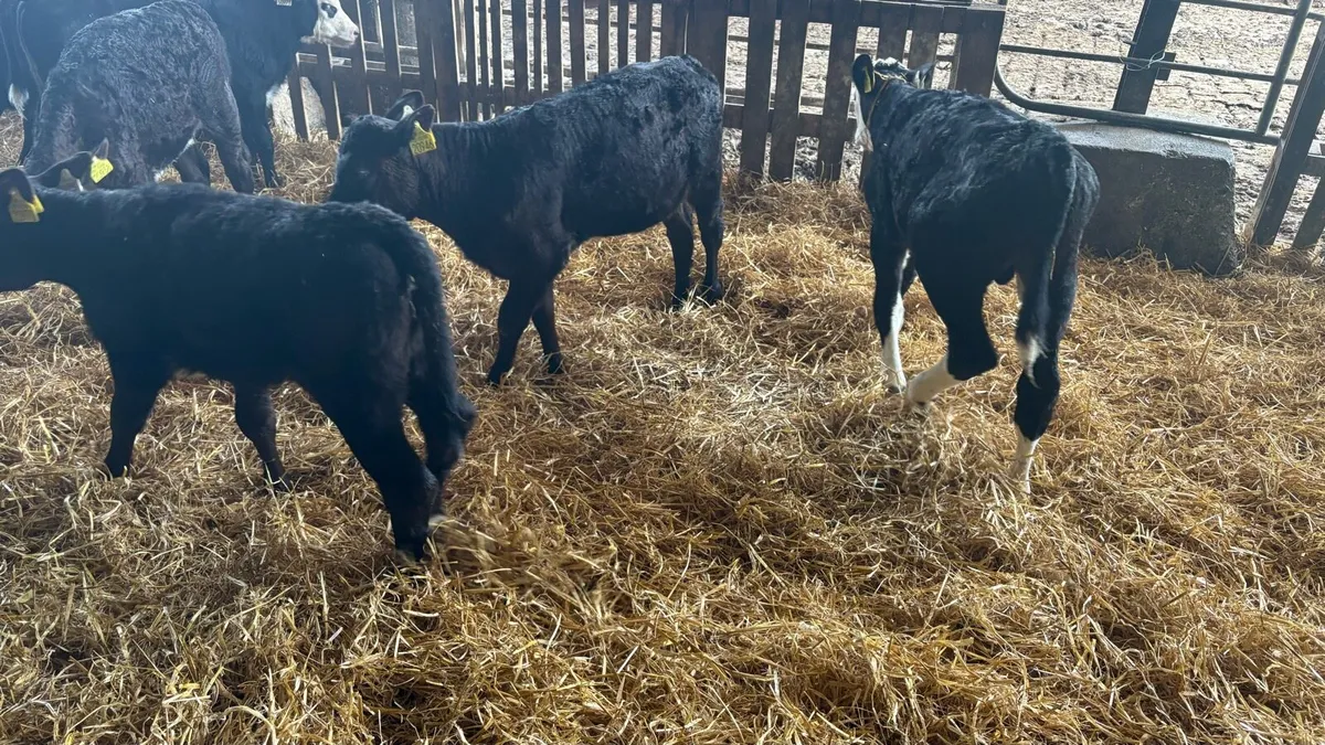 Reared Aa bb hex calves - Image 2