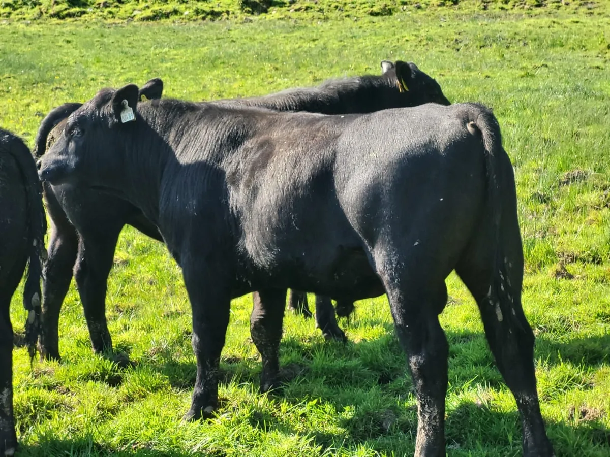 bulls - Image 2