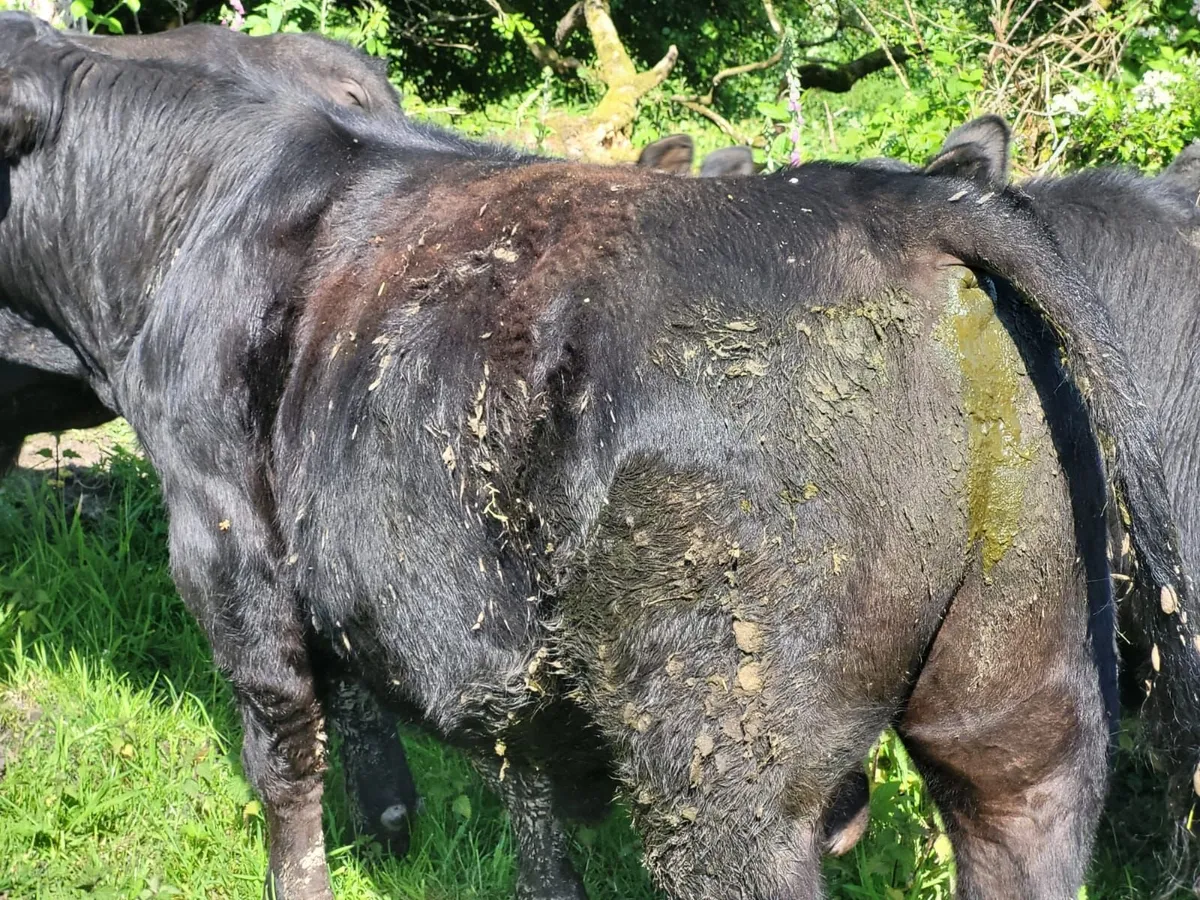 bulls - Image 4