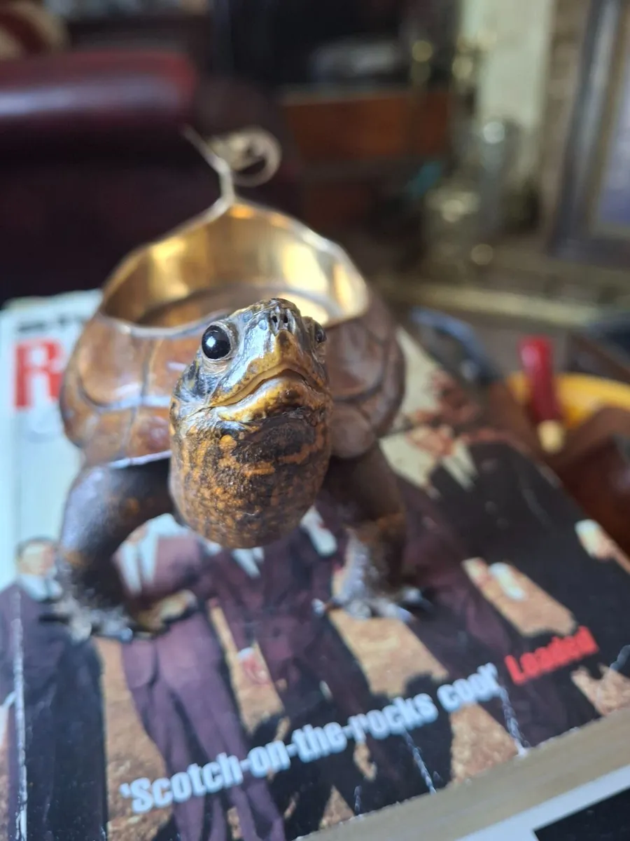 TAXIDERMY TARAPIN /TURTLE - Image 2