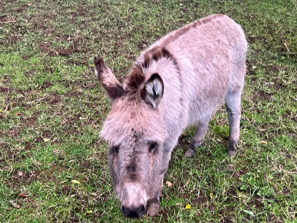 Miniature Jack Donkey - Image 1