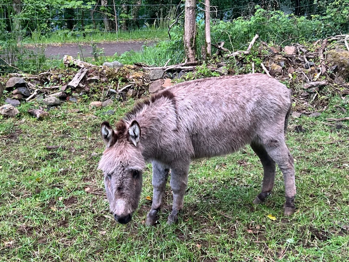 Miniature Jack Donkey - Image 2