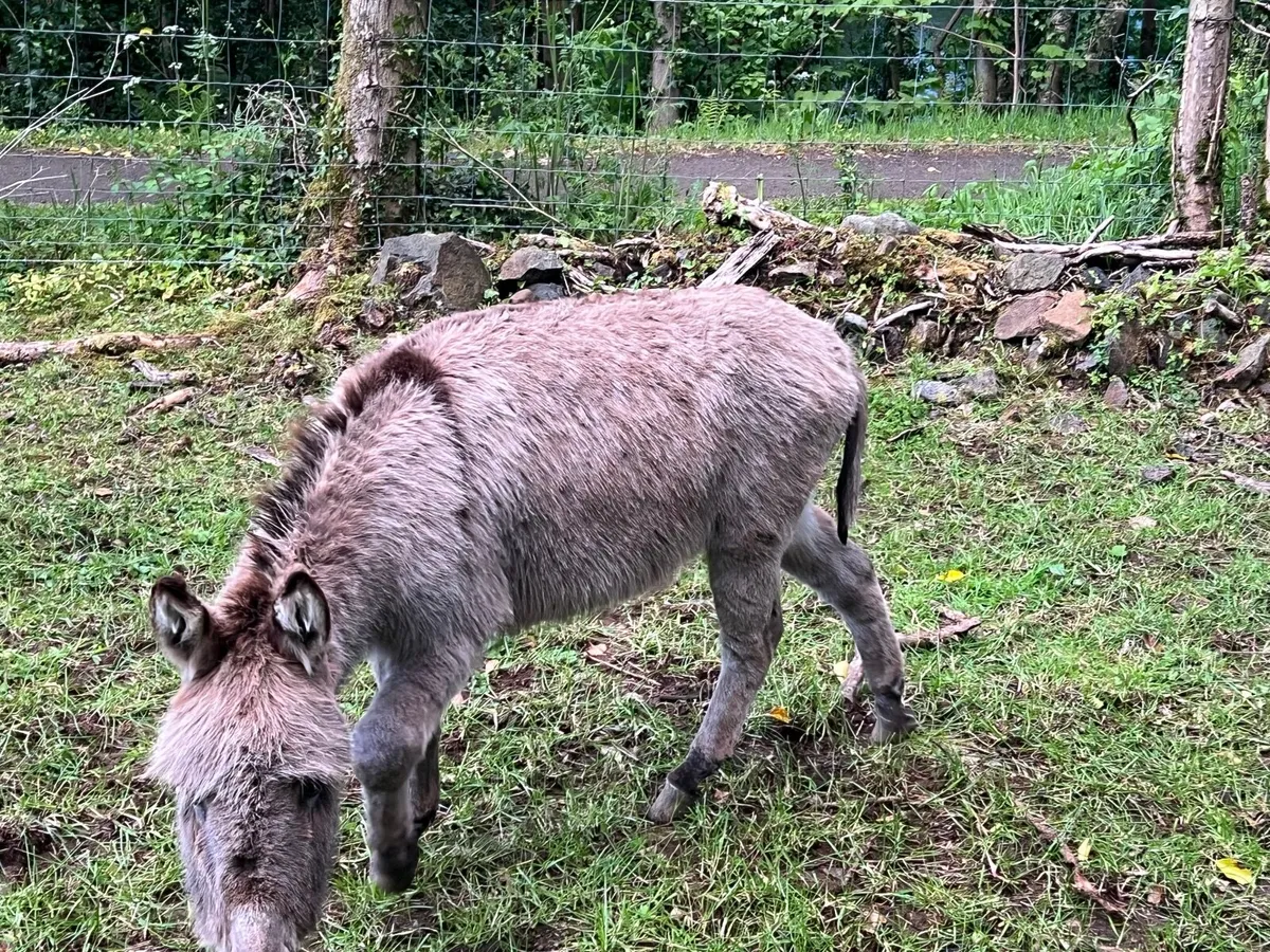 Miniature Jack Donkey - Image 4