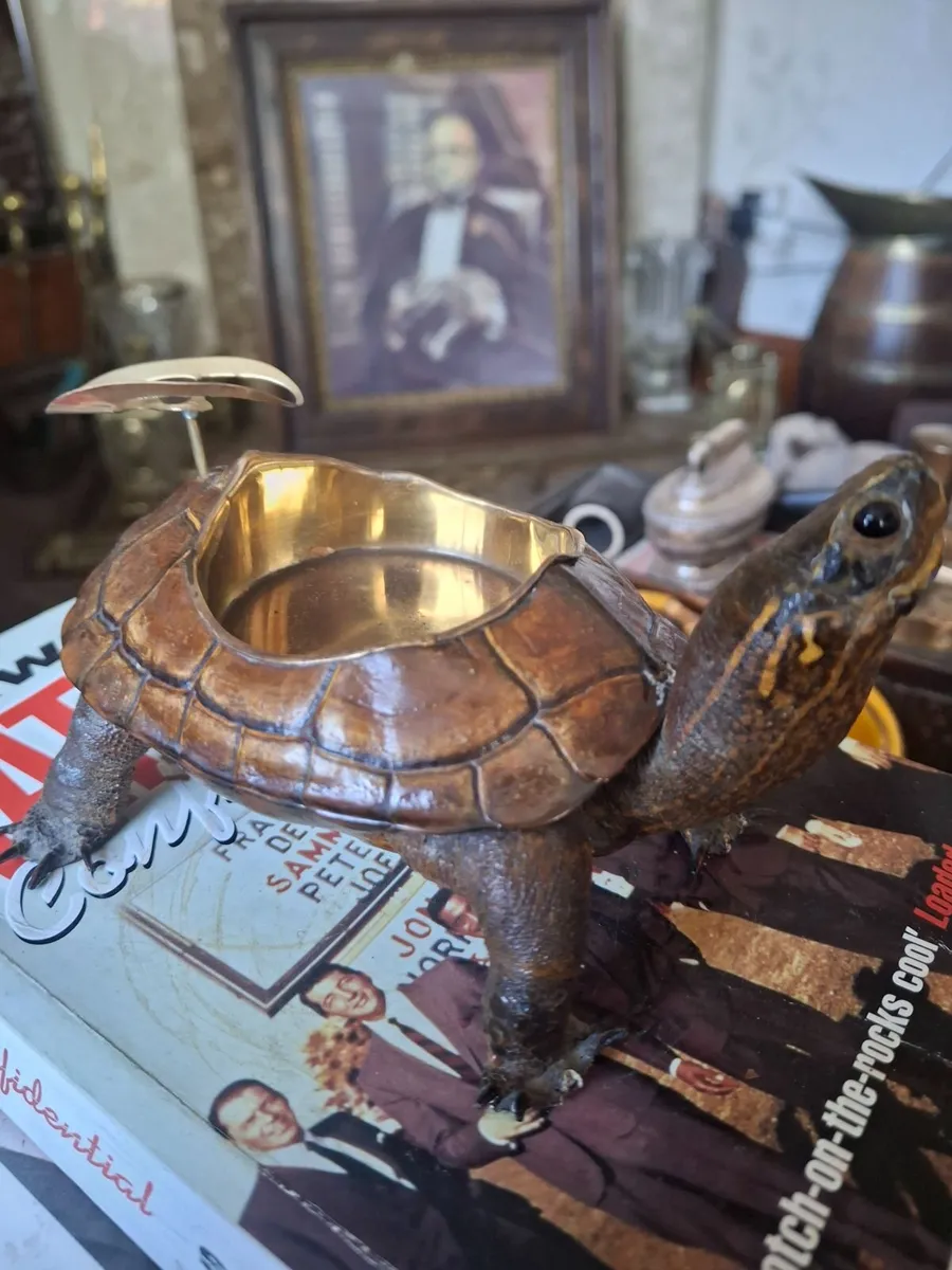 TAXIDERMY TARAPIN /TURTLE - Image 1