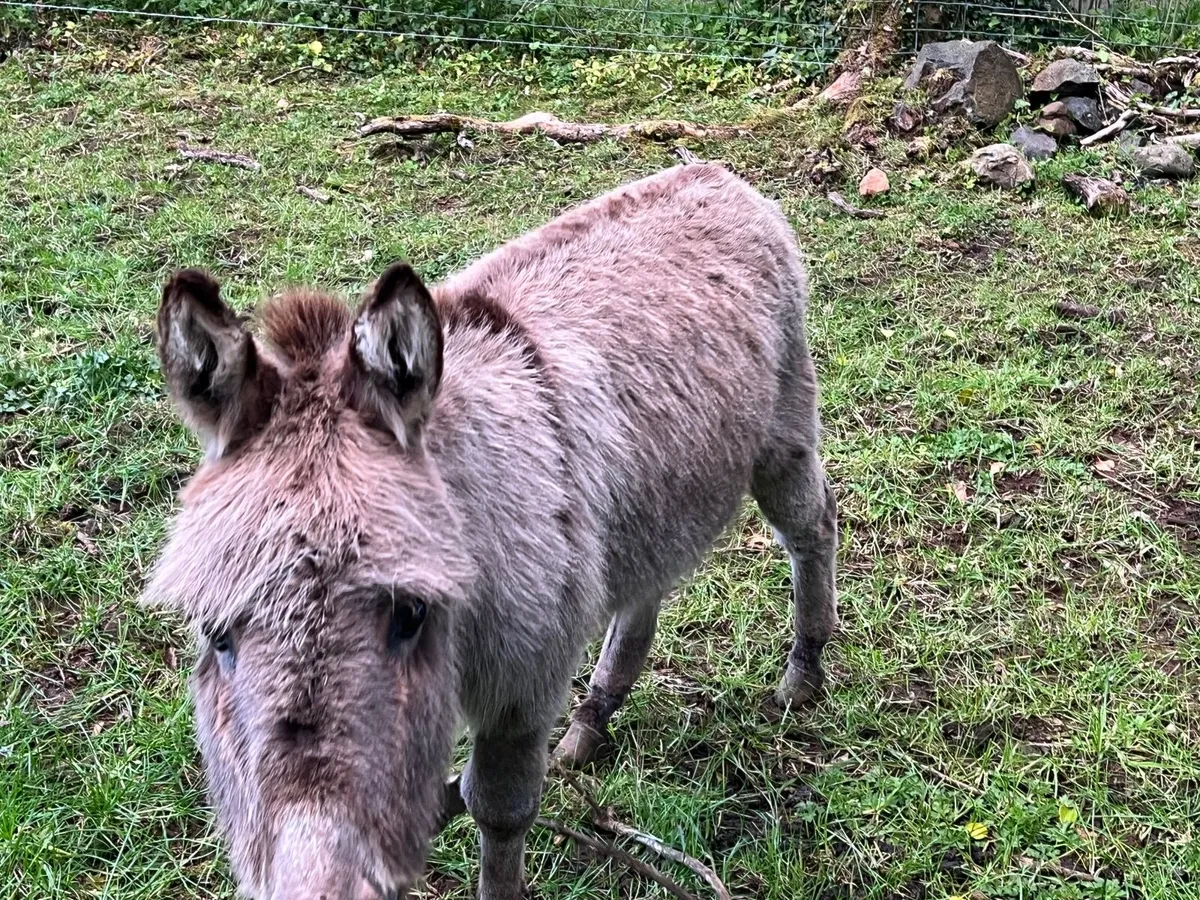 Miniature Jack Donkey - Image 3