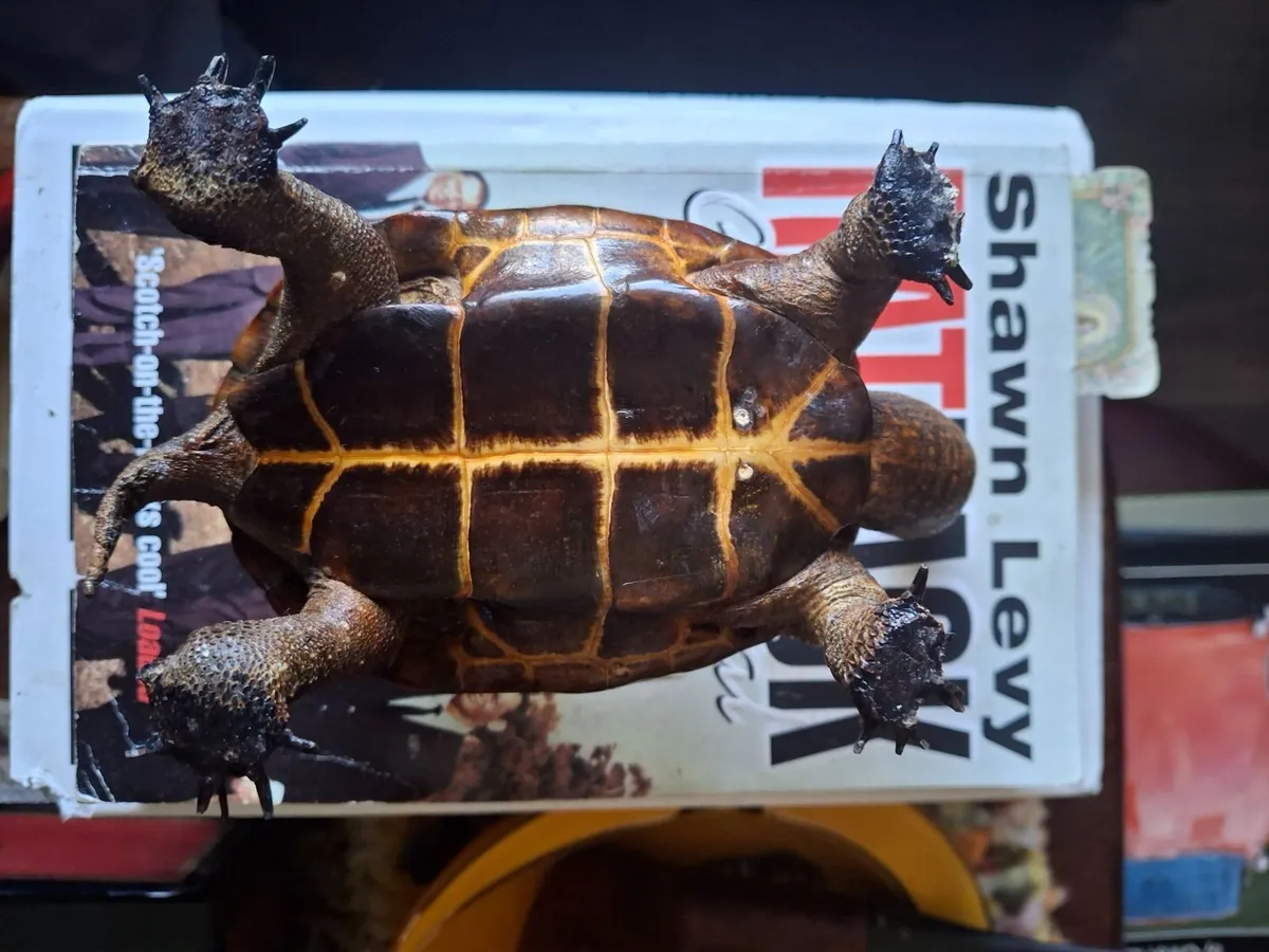 TAXIDERMY TARAPIN /TURTLE - Image 3