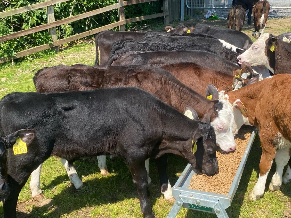 24 Reared Hereford/Angus Bulls @ Lissava - Image 2