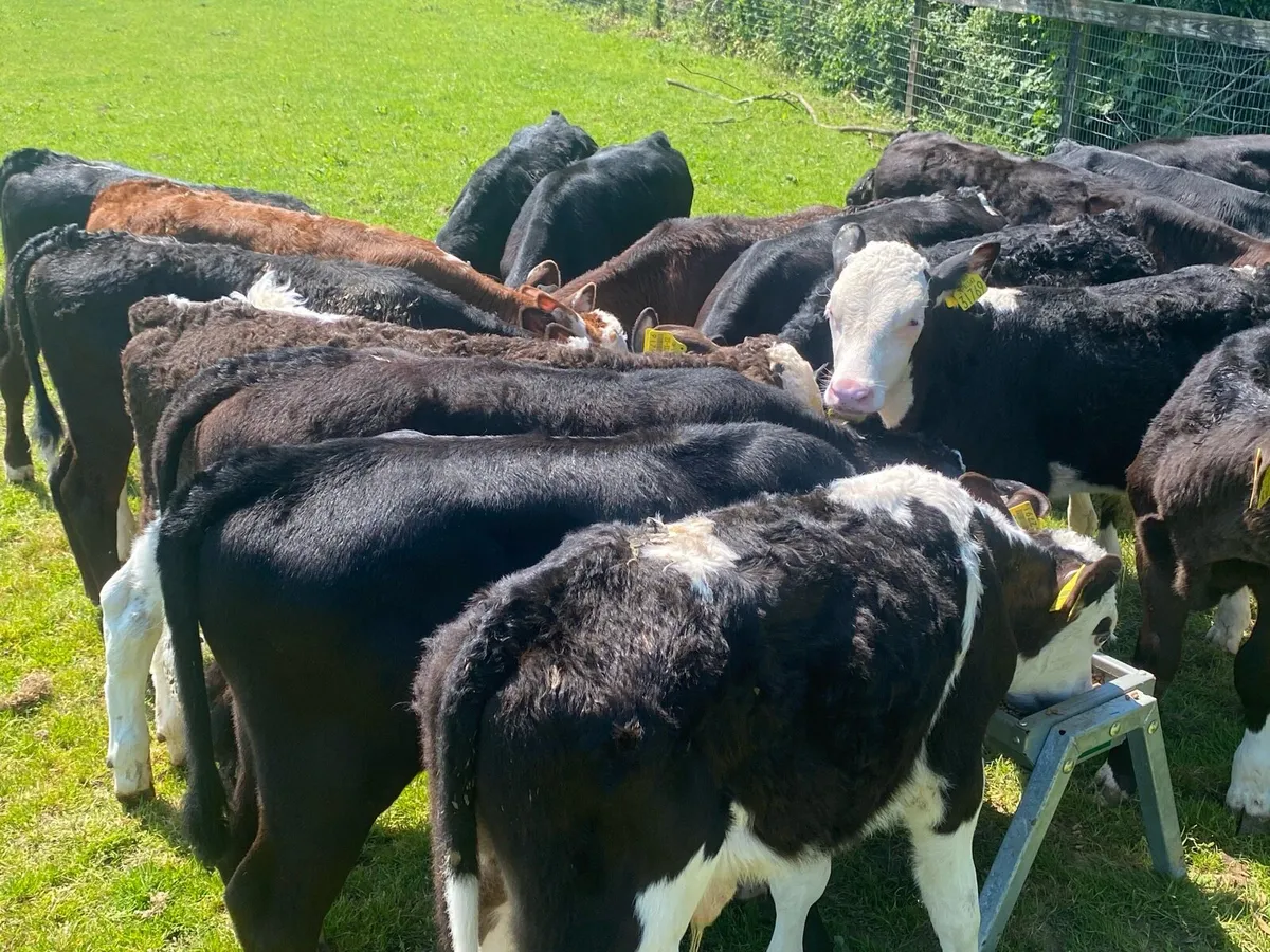 24 Reared Hereford/Angus Bulls @ Lissava - Image 3