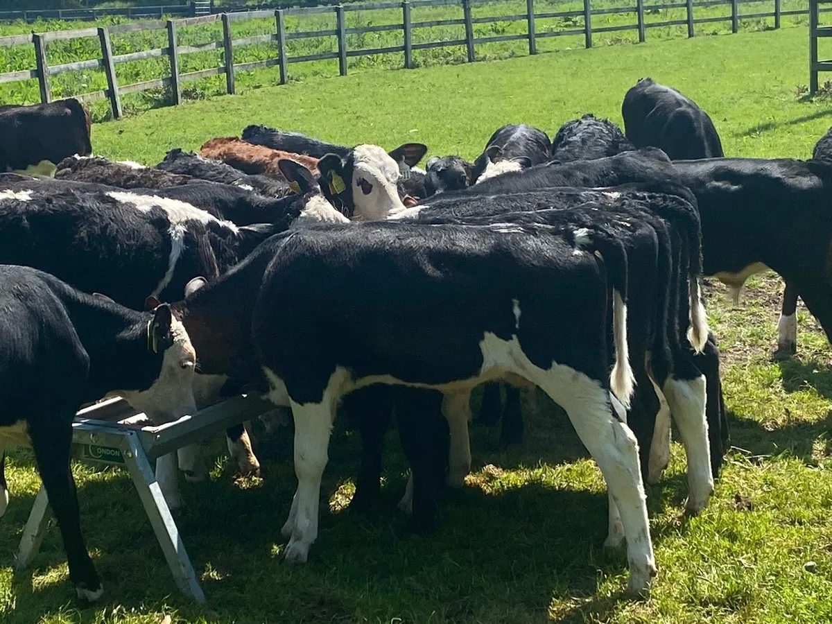 24 Reared Hereford/Angus Bulls @ Lissava - Image 4