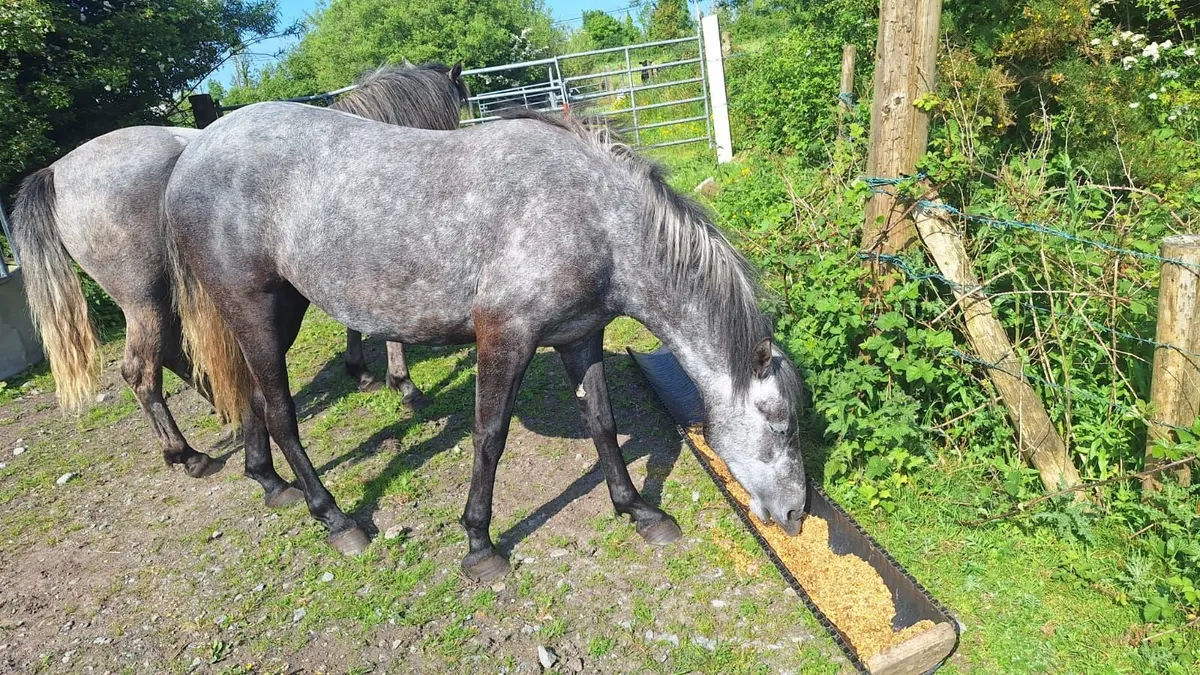 Connemara fillies, 3 yrs. Two - Image 1