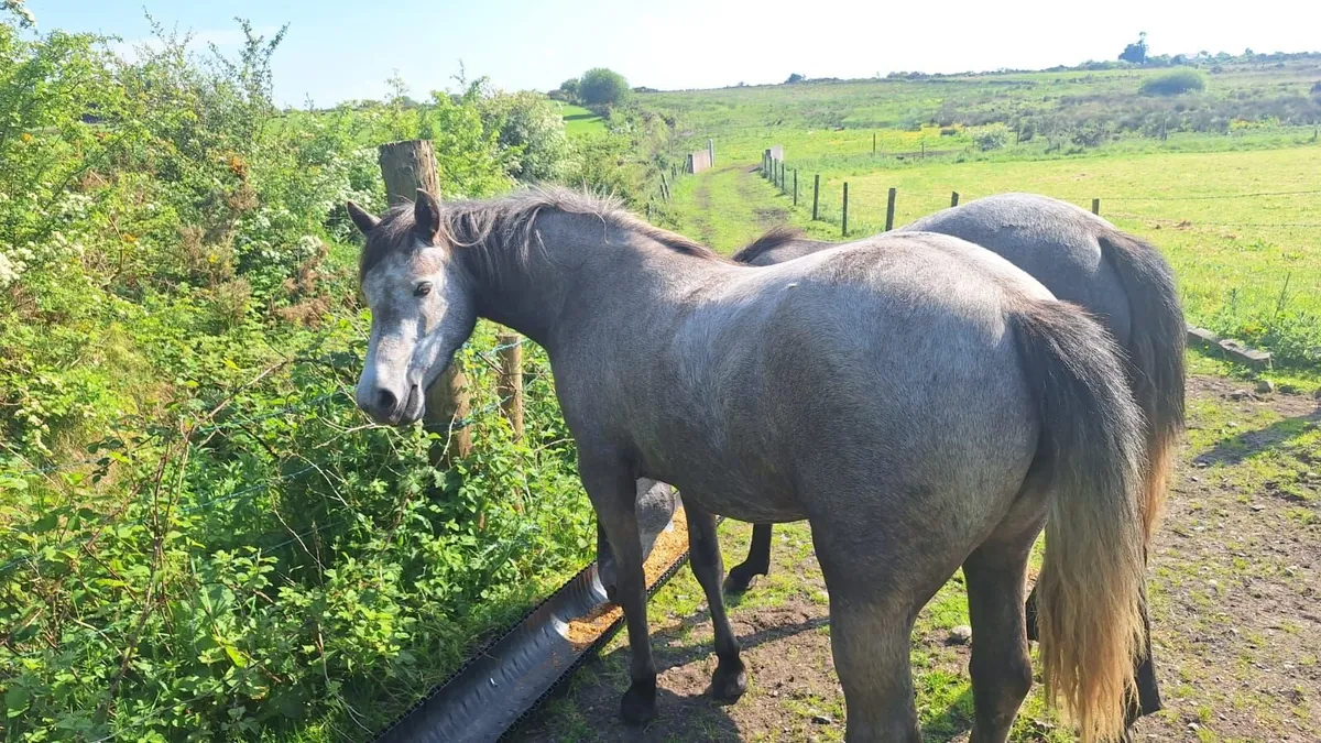 Connemara fillies, 3 yrs. Two - Image 3