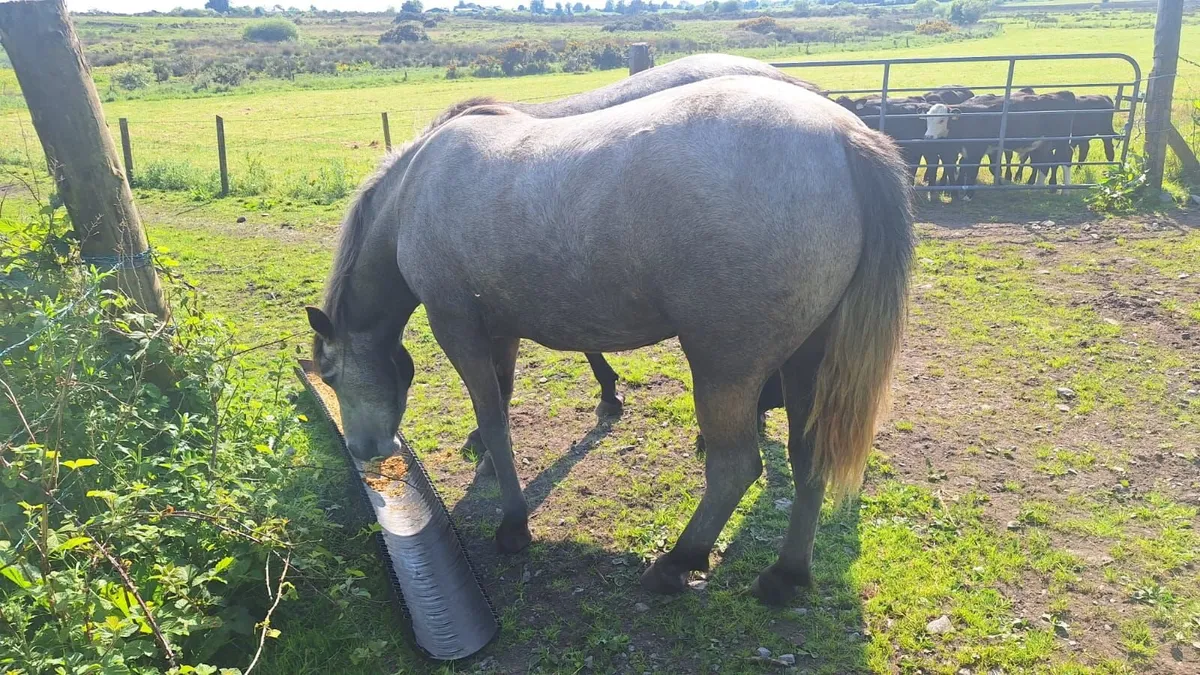 Connemara fillies, 3 yrs. Two - Image 2