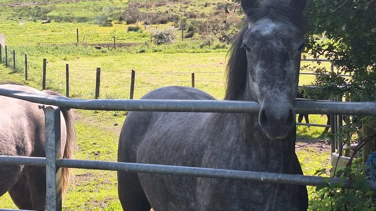 Connemara fillies, 3 yrs. Two - Image 4