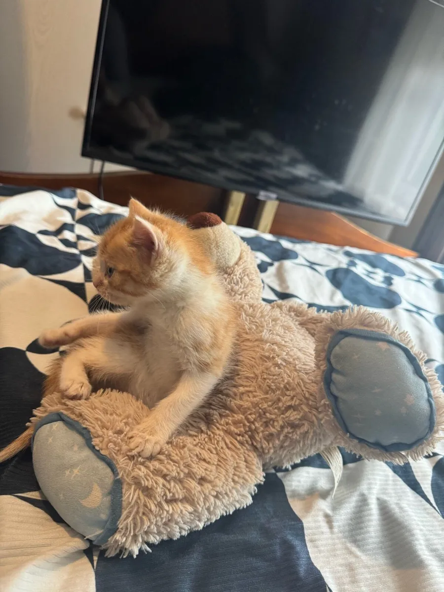 Kittens - Image 2