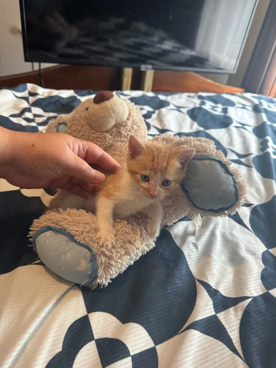 Kittens - Image 3