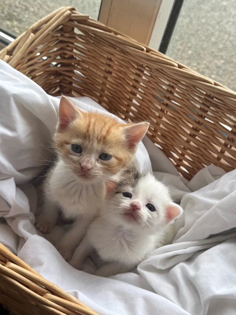 Kittens - Image 4