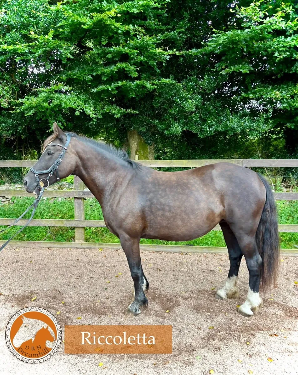 Black Beauty - Image 1