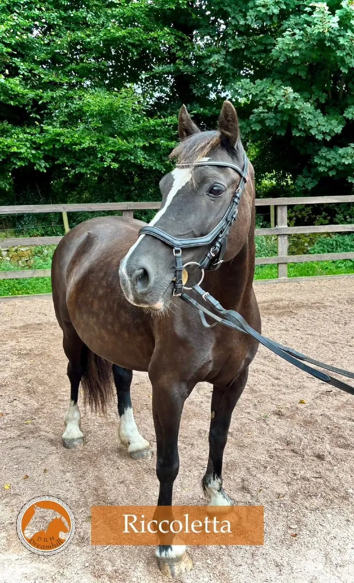 Black Beauty - Image 2