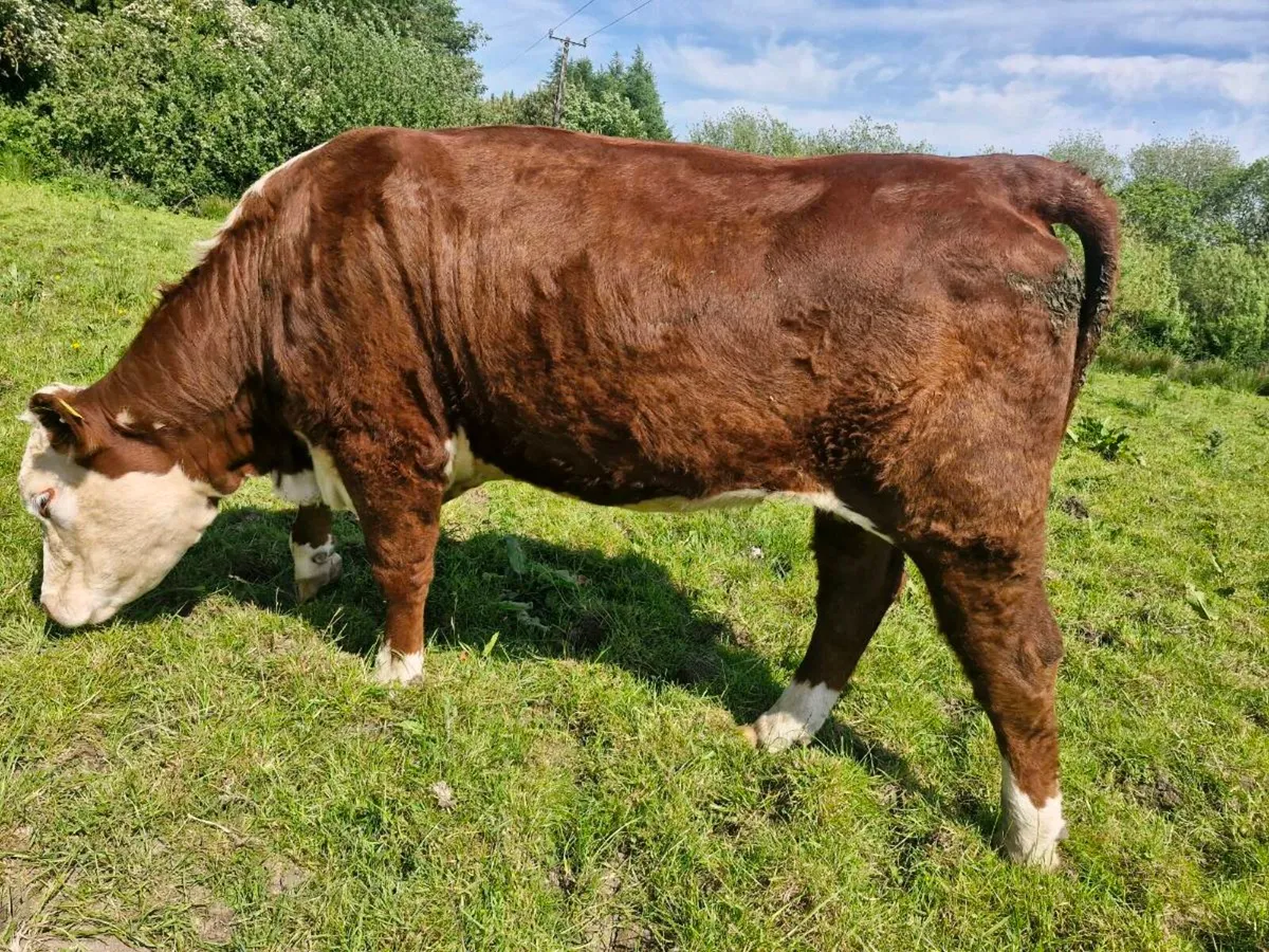 PBR hereford polled bull and  heifers - Image 1