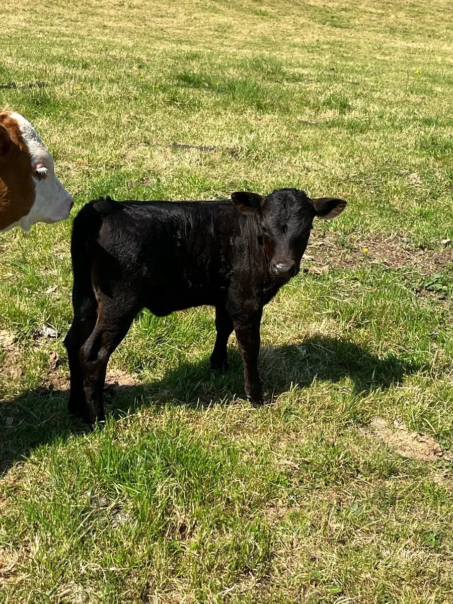 Dexter cattle- selection - Image 2