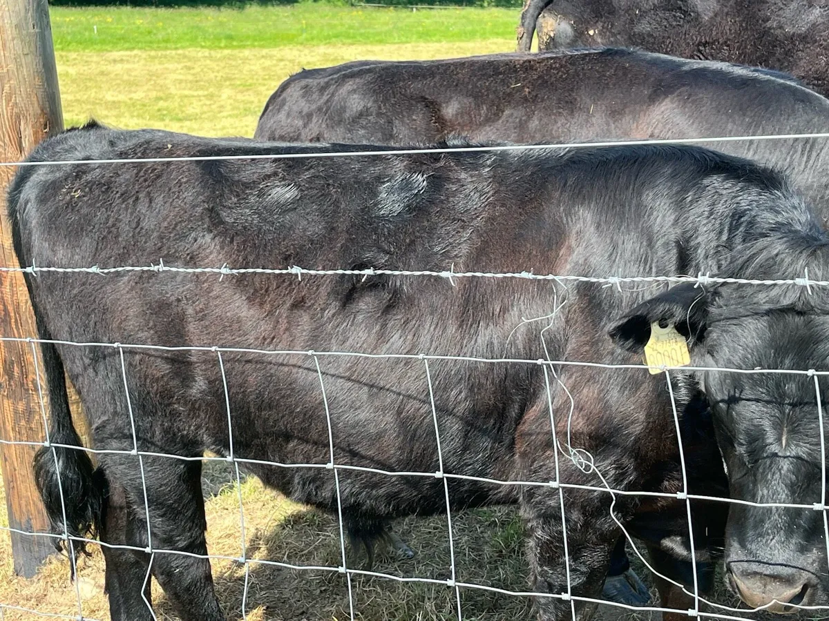 Dexter cattle- selection - Image 4