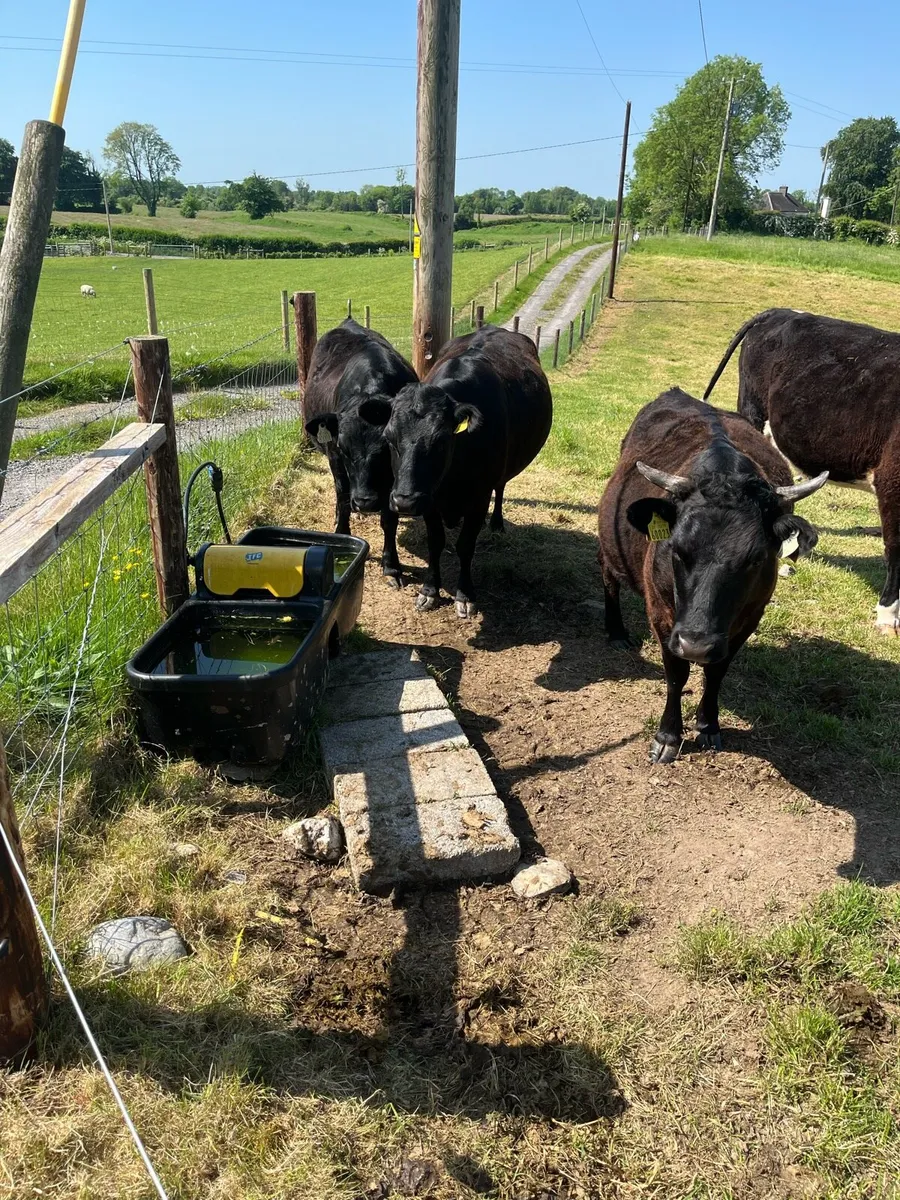 Dexter cattle- selection - Image 3