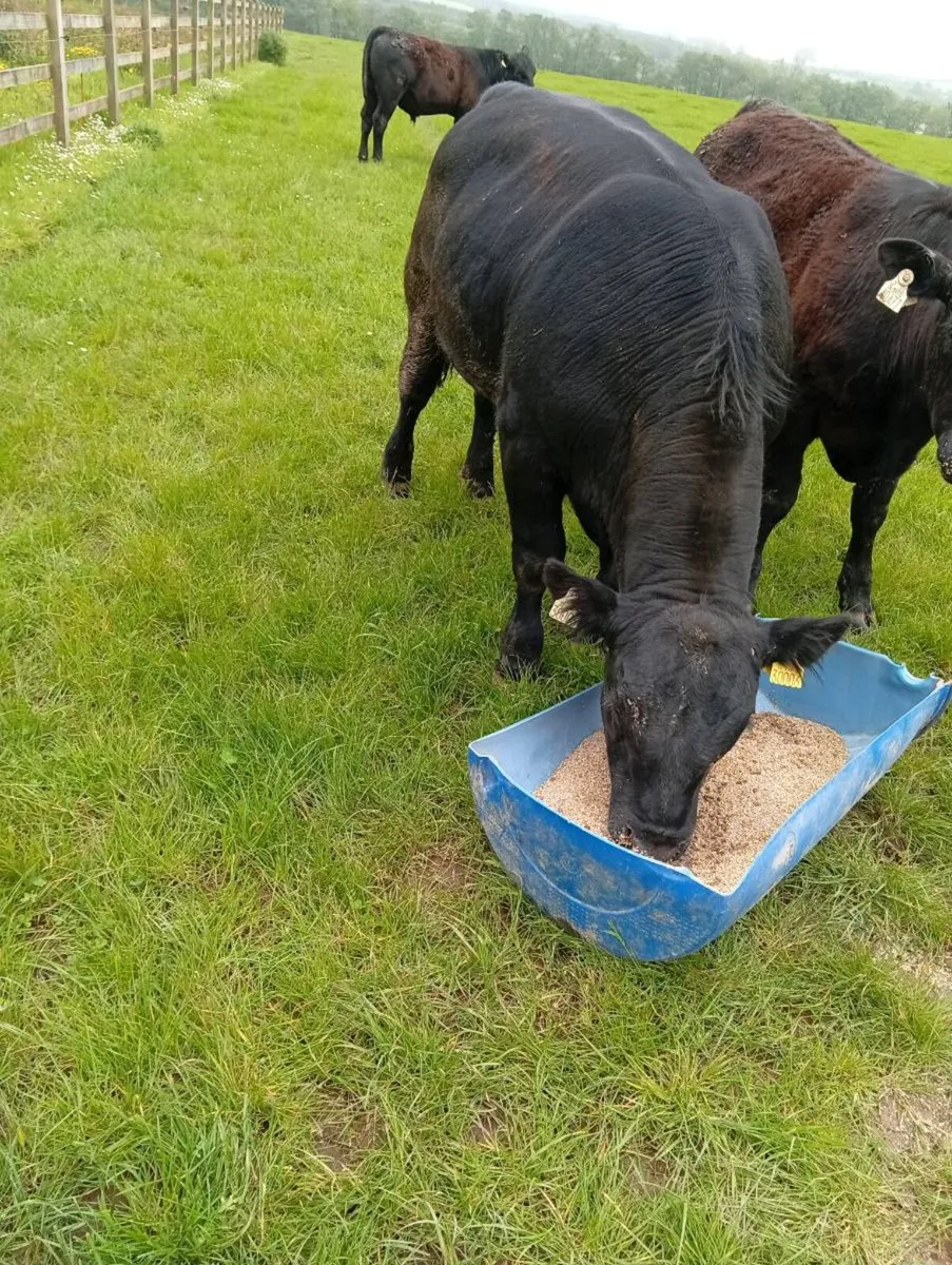 Angus Bulls - Image 1