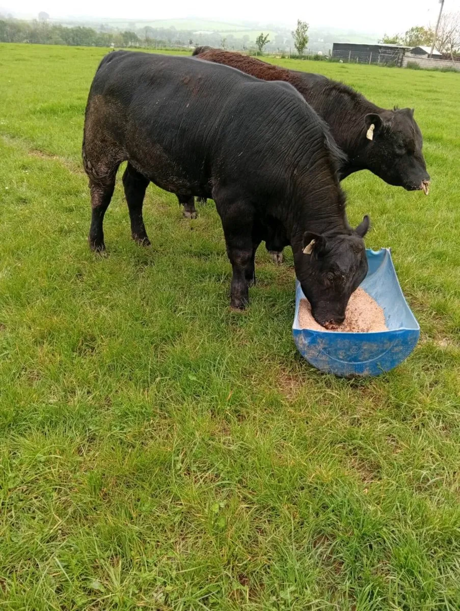 Angus Bulls - Image 2