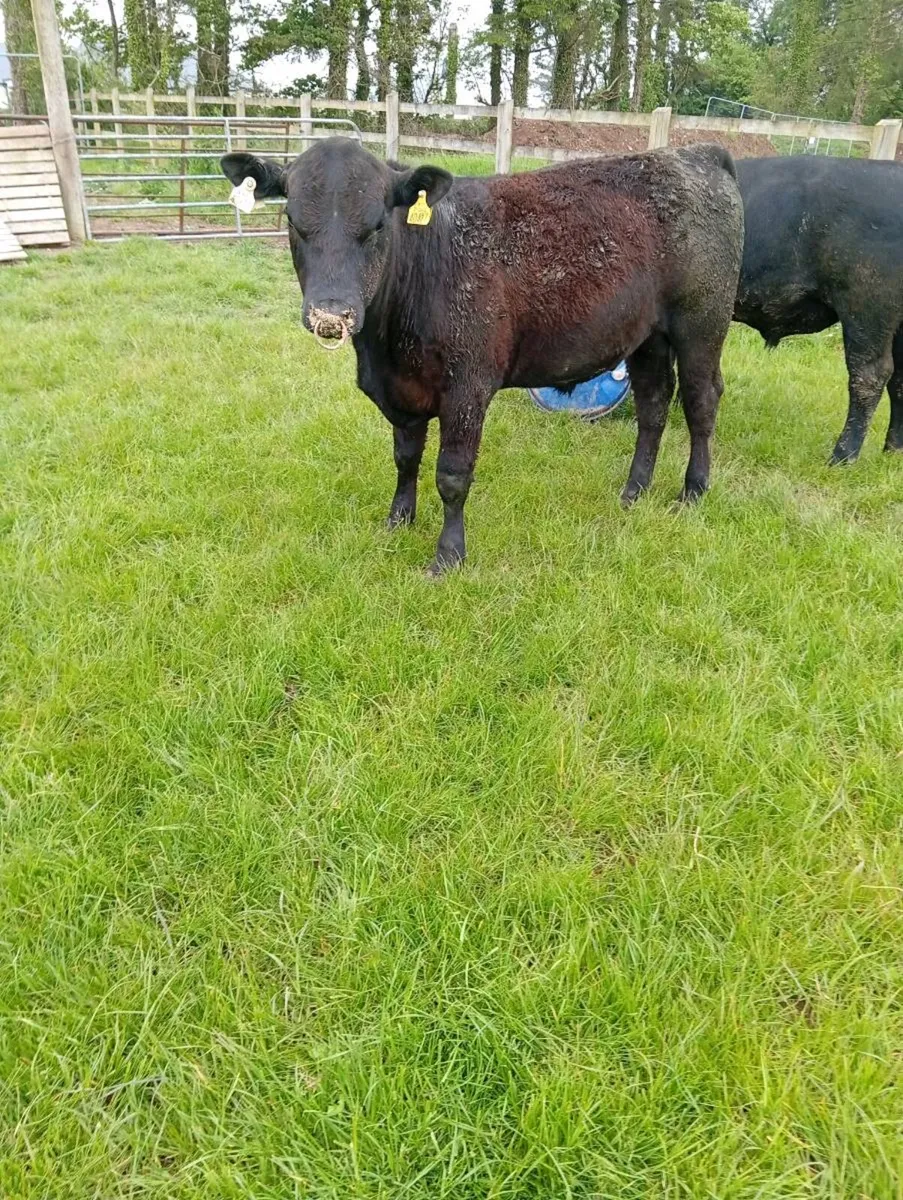 Angus Bulls - Image 3