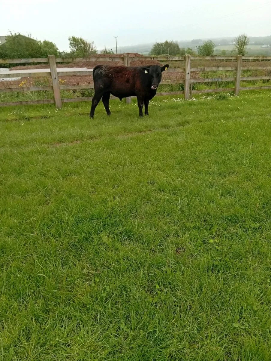 Angus Bulls - Image 4