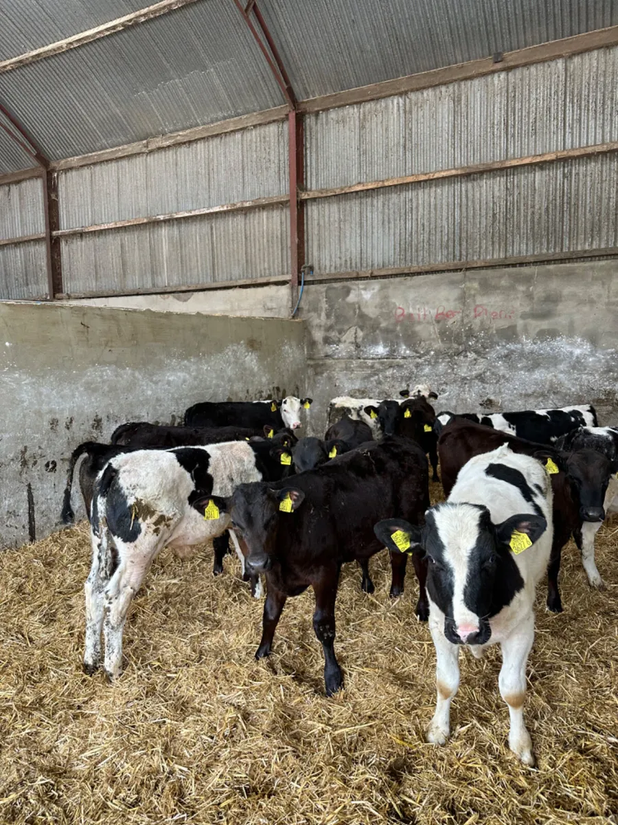 Bulls - Image 2
